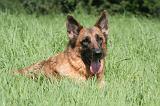 BERGER ALLEMAND 1208